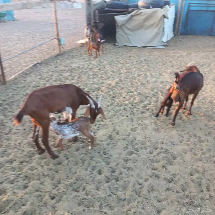 معزا جنوبية خلفات ودفيع مقنوي 9