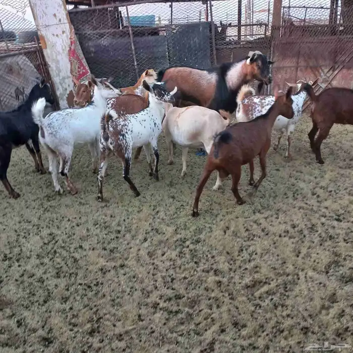 معزا جنوبية خلفات ودفيع مقنوي 2