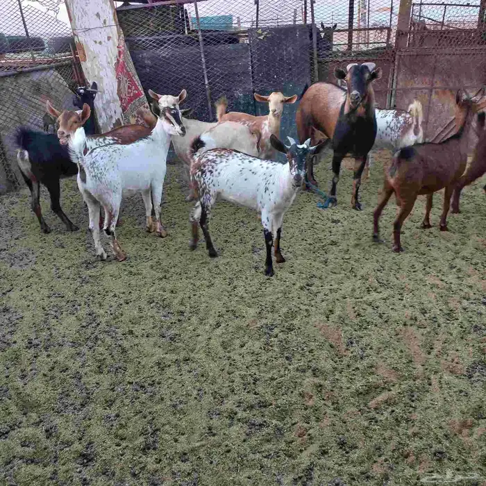 معزا جنوبية خلفات ودفيع مقنوي 0