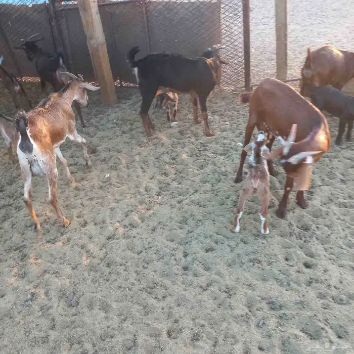 معزا جنوبية خلفات ودفيع مقنوي 13