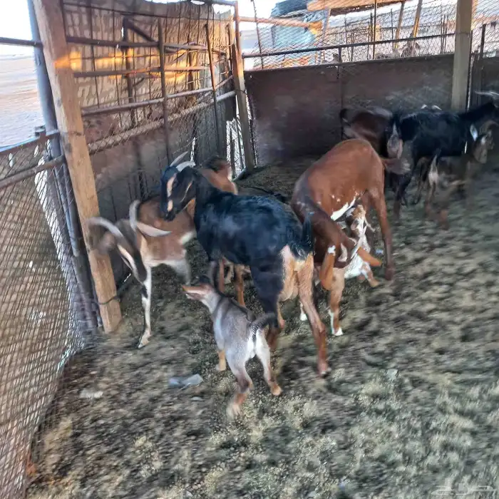 معزا جنوبية خلفات ودفيع مقنوي 8