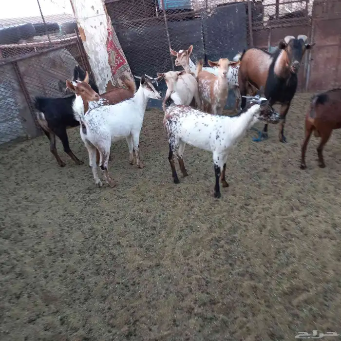 معزا جنوبية خلفات ودفيع مقنوي 4