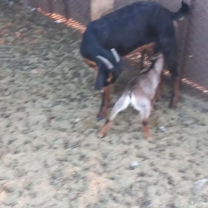 معزا جنوبية خلفات ودفيع مقنوي 7