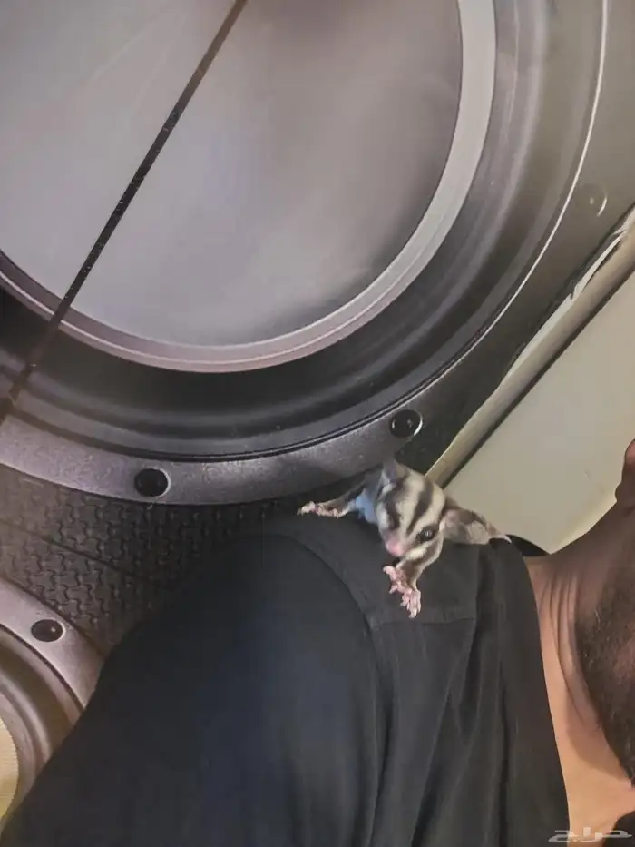 شوقر قلايدر سنجاب طائر اليف مره ذكر وانثى 4