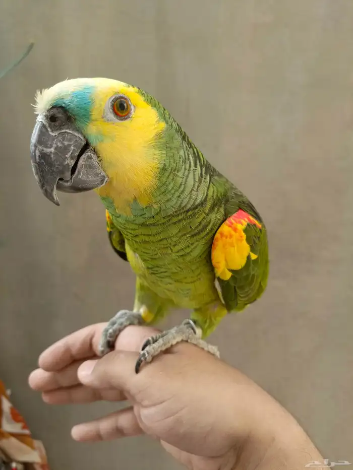 ببغاء امزوني 1