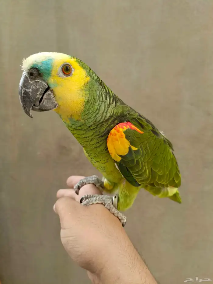 ببغاء امزوني 0