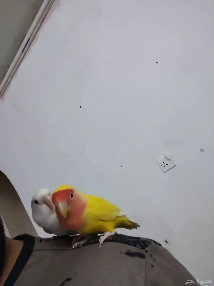 للبيع جوز روز عمره 10 شهور اليفه جدا للجاد على اسوم 3