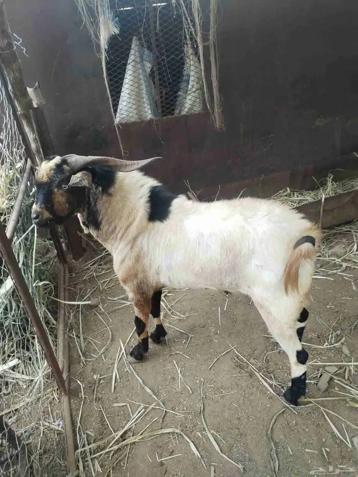 تيوس فحول حاره مشروطه من العيوب الابرص جامع والادرع سدس 0