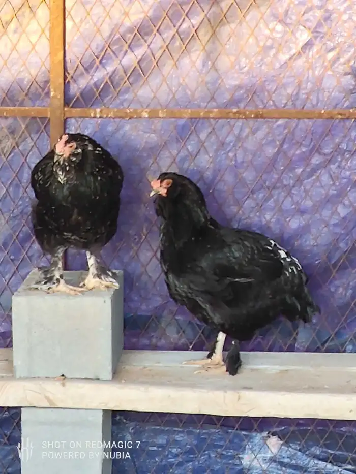 دجاج اورلف الروسي لببيع الموقع طبرجل رجاء عدم البخس 0