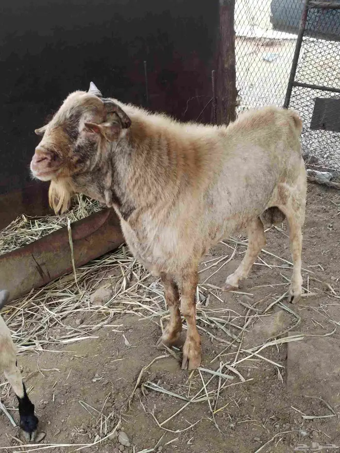 تيوس فحول حاره مشروطه من العيوب الابرص جامع والادرع سدس 1