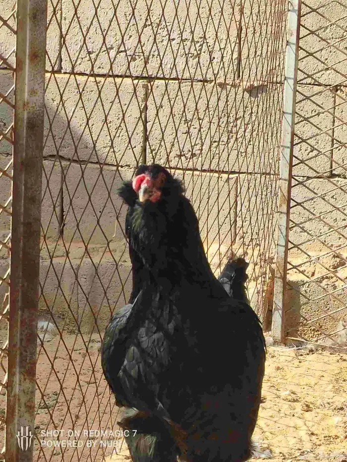 دجاج اورلف الروسي لببيع الموقع طبرجل رجاء عدم البخس 2
