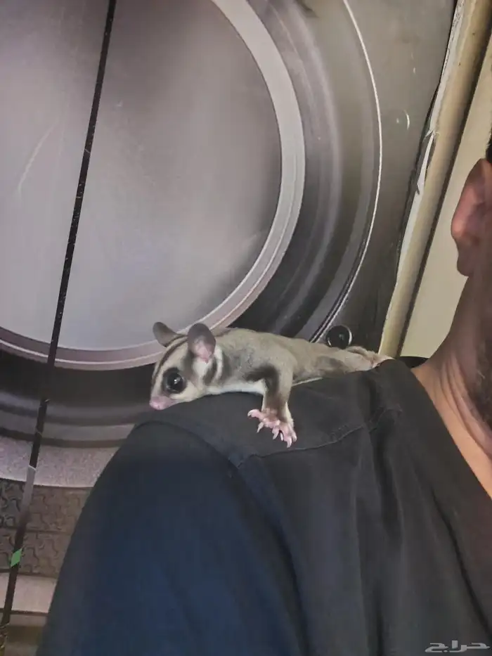 شوقر قلايدر سنجاب طائر اليف مره ذكر وانثى 0