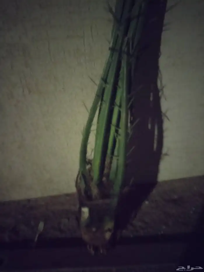 يوجد نخل بياض نجران 0