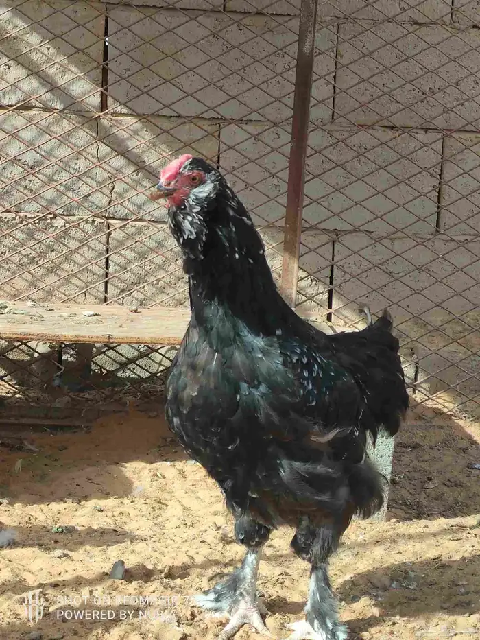 دجاج اورلف الروسي لببيع الموقع طبرجل رجاء عدم البخس 4