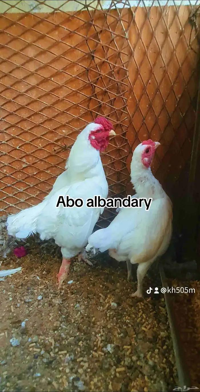 دجاج فارسي قزم 0