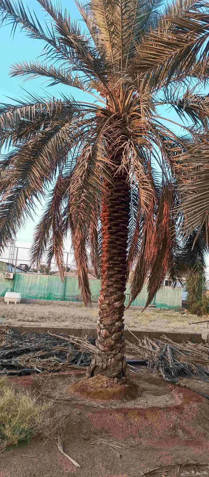 بيع نخل 5 متر 6 متر عدد 32 حبه 0