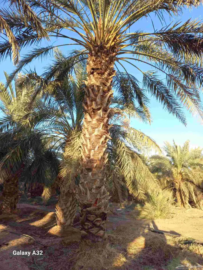 مزرعة للإجار 2