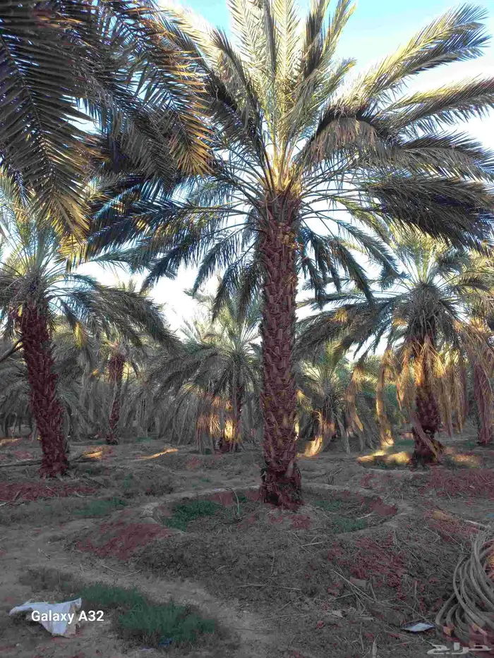 مزرعة للإجار 3