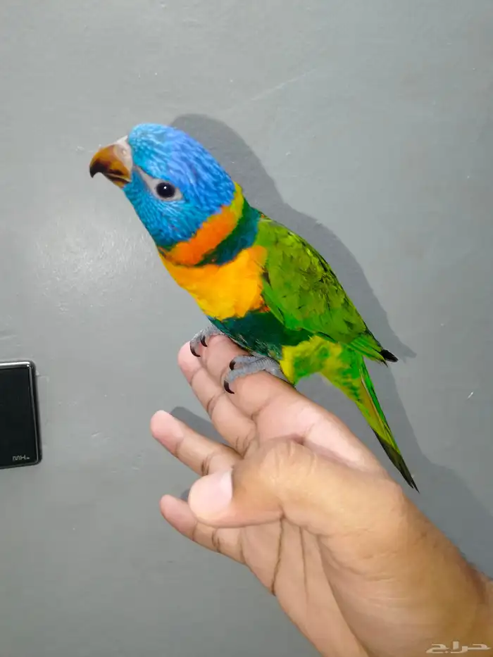 ببغاء الوري اليف وهدد نشبه 0