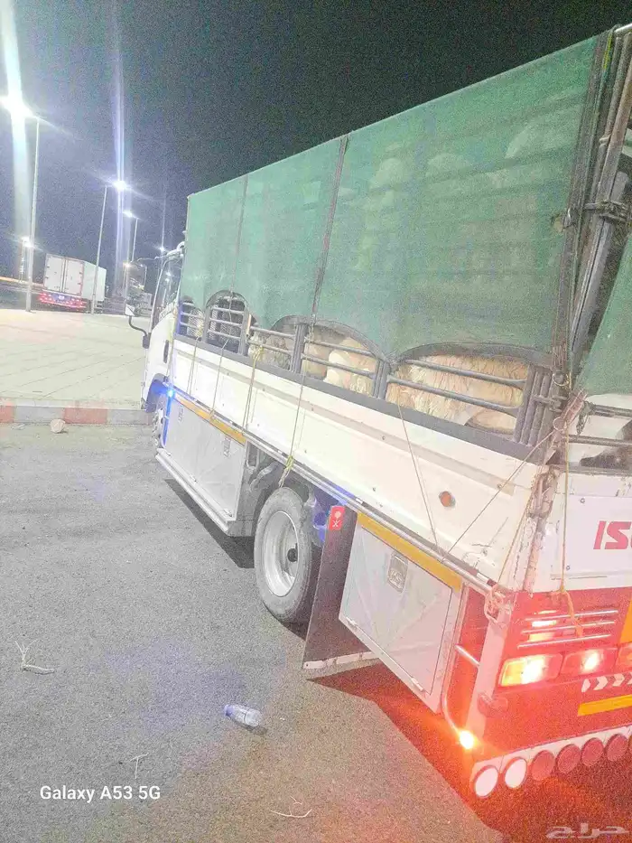 دنا طابقين نقل غنم 0