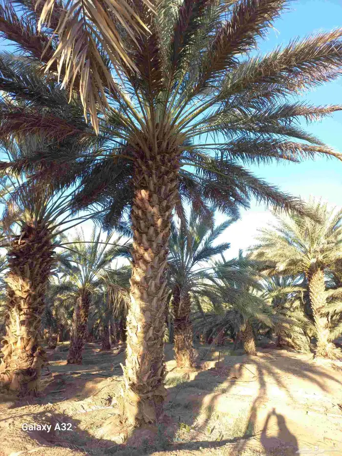 مزرعة للإجار 6