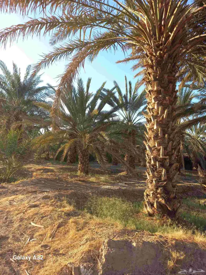 مزرعة للإجار 7