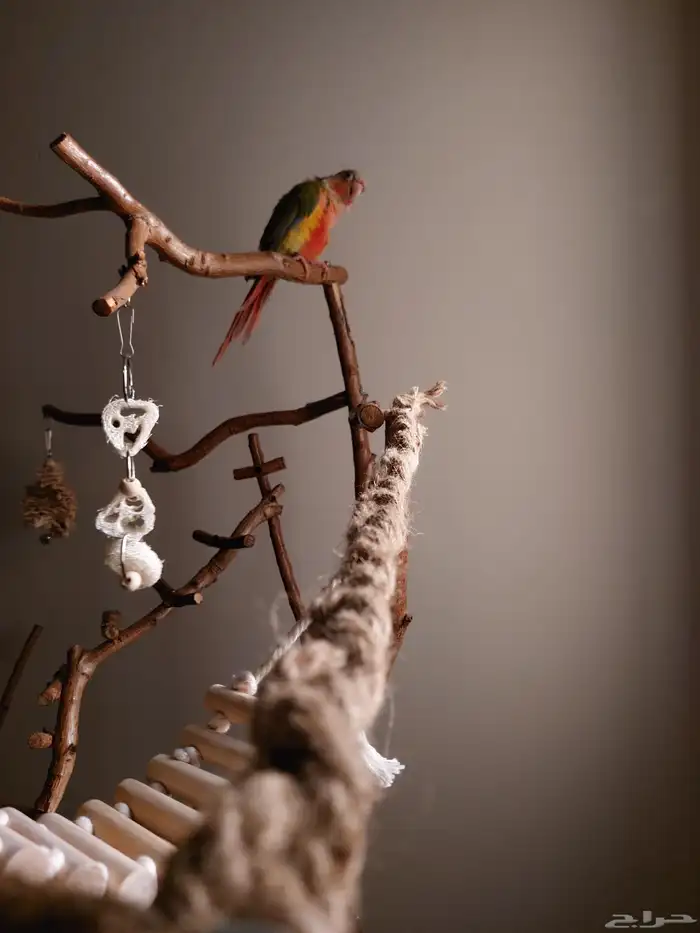 ستاند ببغاء جدييد كبيير بديل للقفص وشي رهيب ومميز 10