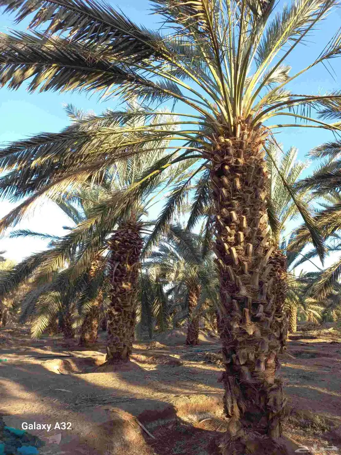 مزرعة للإجار 15