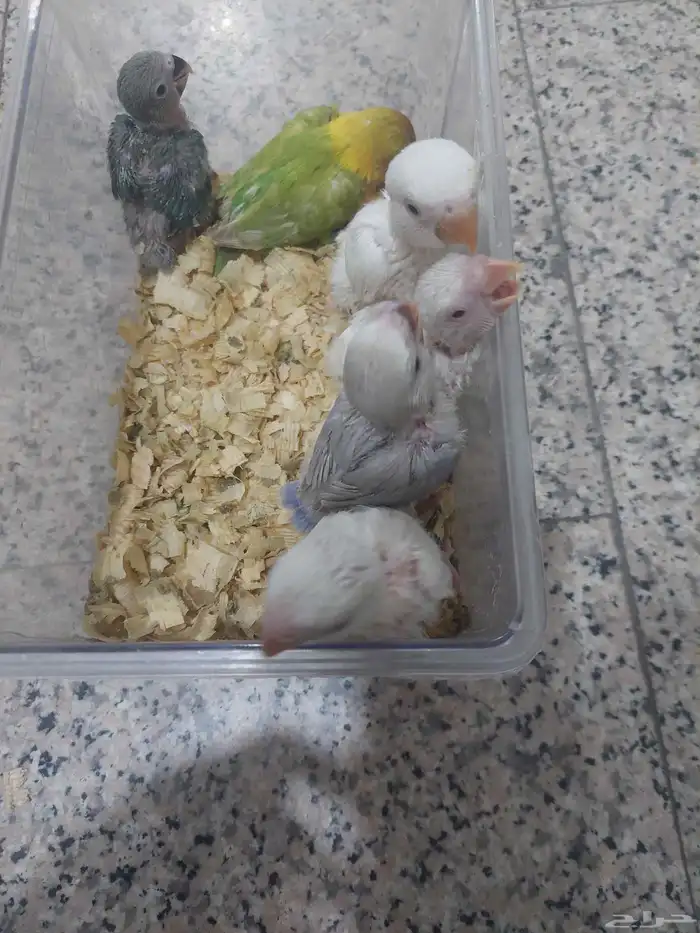 ماشاءالله تبارك الرحمن فروخ روز غر 0