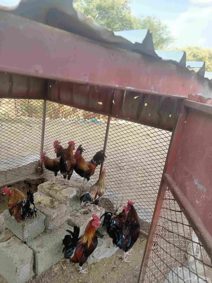 ديوك عربي عمر سنه 4اشهر 0