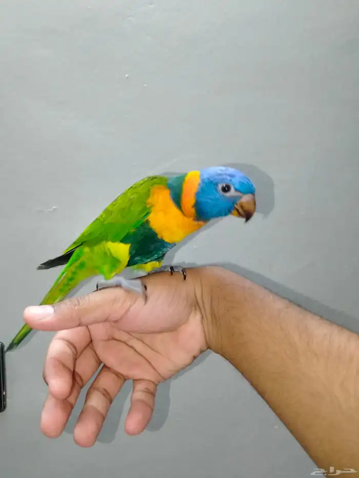 ببغاء الوري اليف وهدد نشبه 1