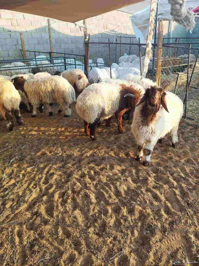 غنم نعيم بلدي 1