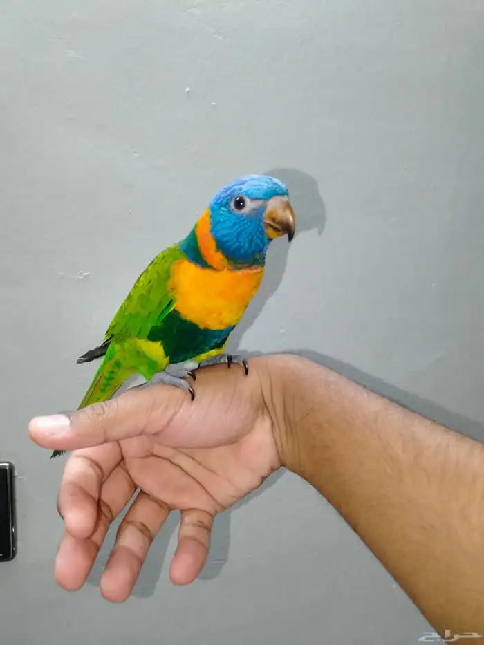 ببغاء الوري اليف وهدد نشبه 2