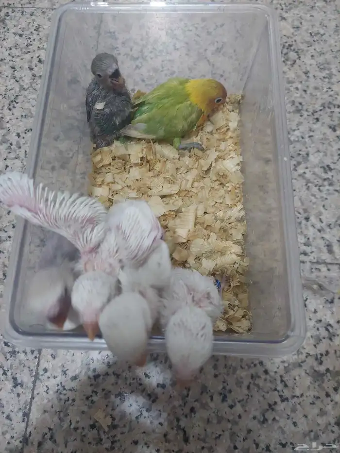 ماشاءالله تبارك الرحمن فروخ روز غر 1