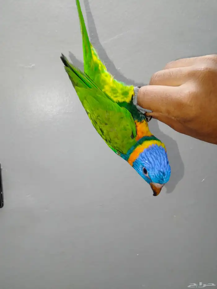 ببغاء الوري اليف وهدد نشبه 4