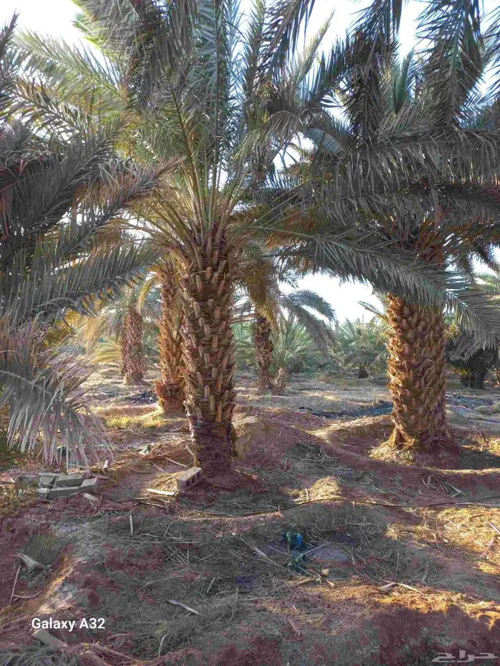 مزرعة للإجار 0