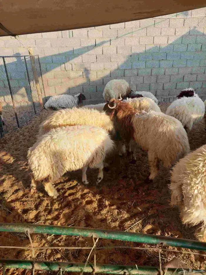 غنم نعيم بلدي 0