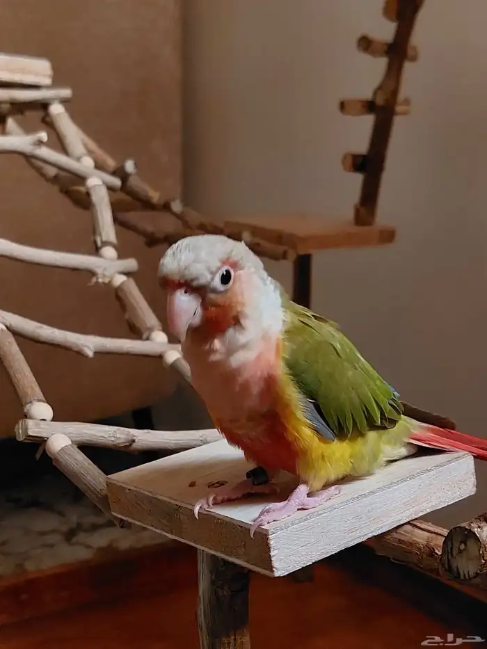 ستاند ببغاء جدييد كبيير بديل للقفص وشي رهيب ومميز 14