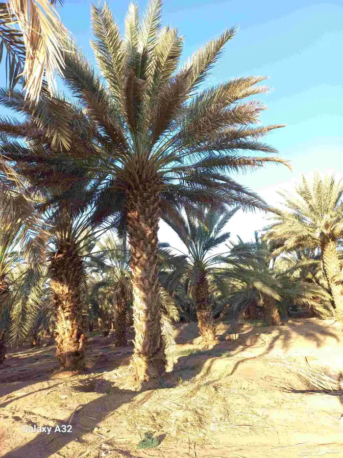 مزرعة للإجار 9