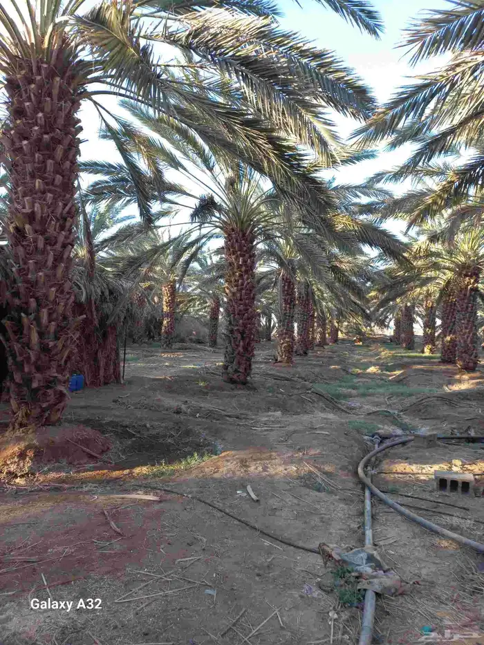 مزرعة للإجار 11