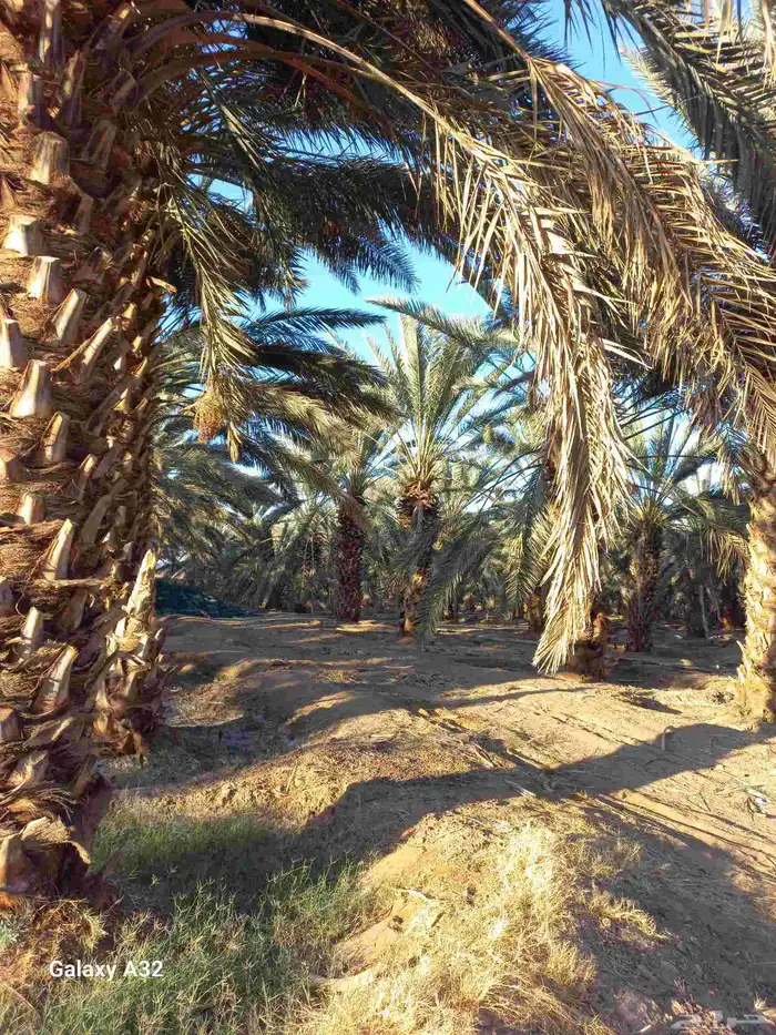 مزرعة للإجار 10