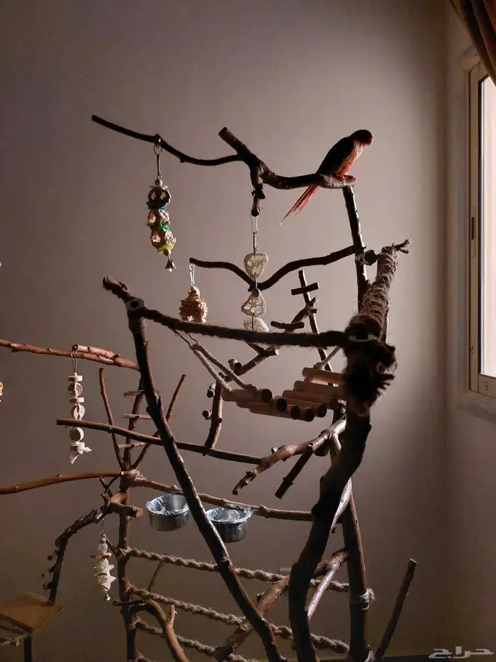 ستاند ببغاء جدييد كبيير بديل للقفص وشي رهيب ومميز 0