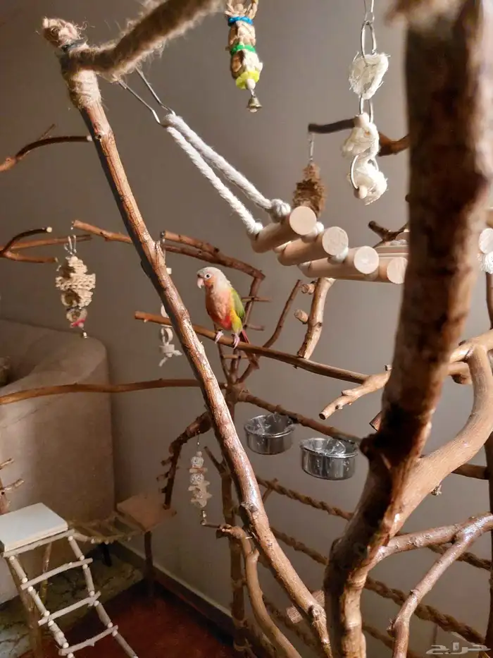 ستاند ببغاء جدييد كبيير بديل للقفص وشي رهيب ومميز 3