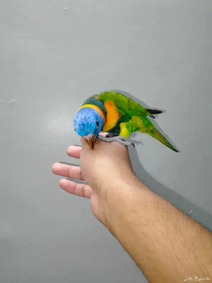 ببغاء الوري اليف وهدد نشبه 3