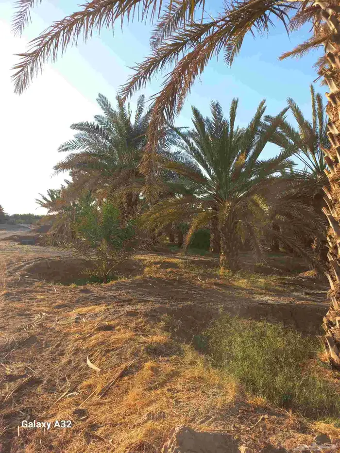 مزرعة للإجار 1