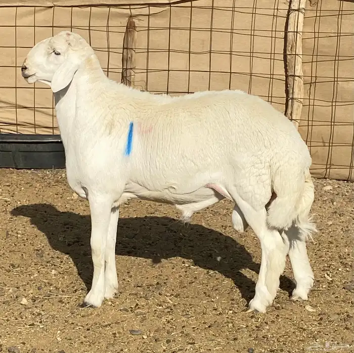 مشاريع فحول صنف الصنف 1