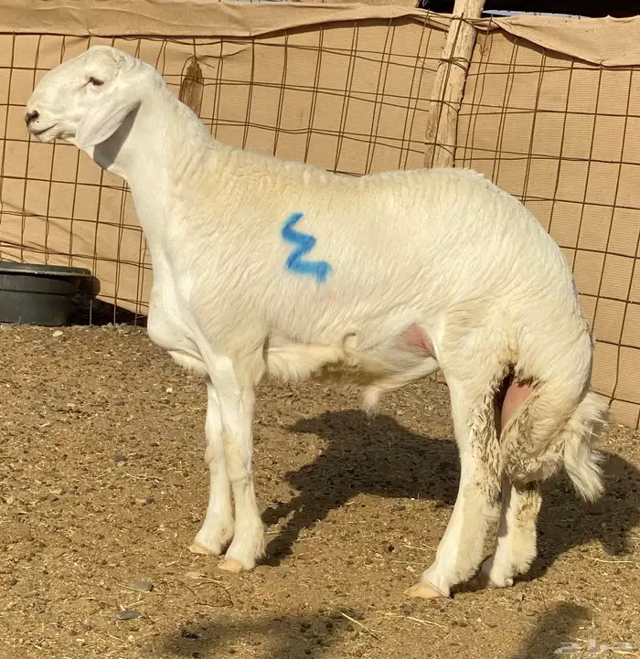 مشاريع فحول صنف الصنف 2