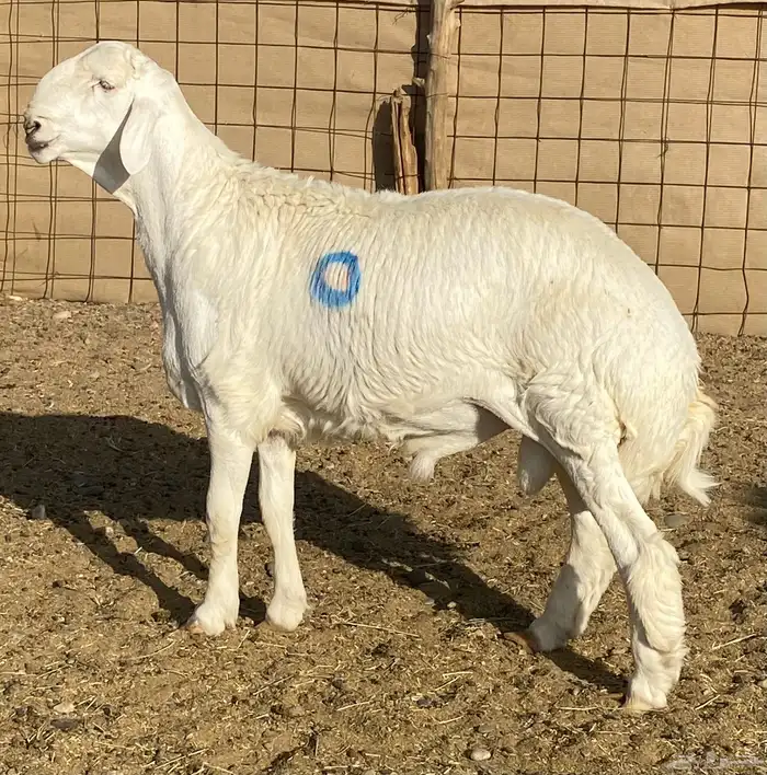 مشاريع فحول صنف الصنف 0