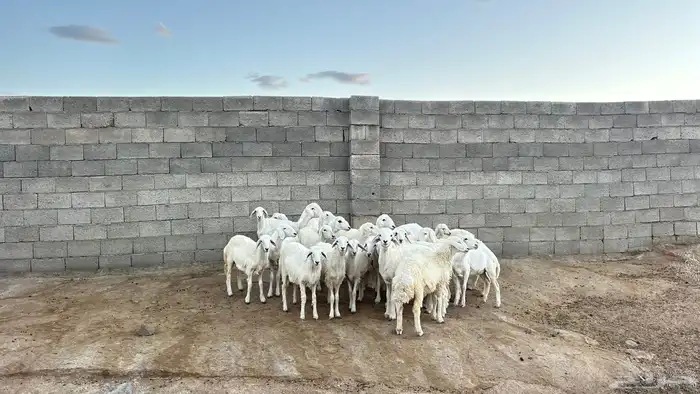 خرفان ورخال بهم طيب ونضاف 2