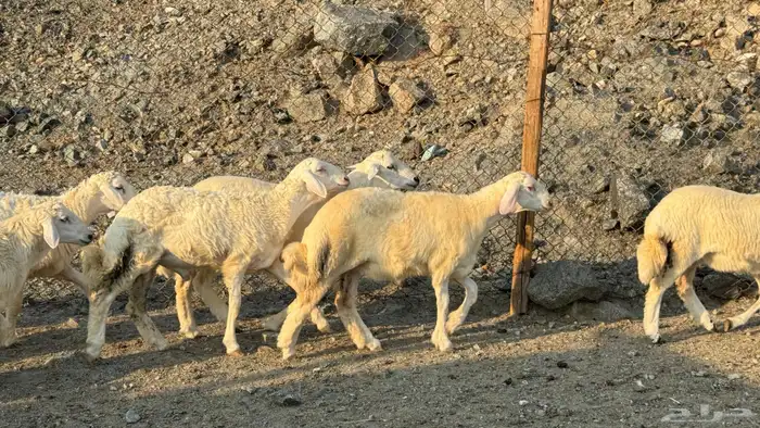 السلام عليكم ورحمة وبركاته أعراض لكم طليان ورخال 1